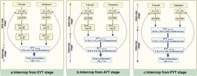 Harnessing monocrop breeding strategies for intercrops